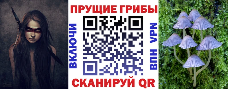закладки  Ржев  Галлюциногенные грибы MAGIC MUSHROOMS 